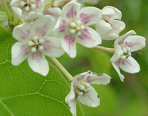 Dregea sinensis  Chinese Dregea