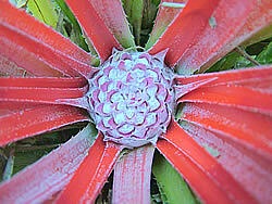 Fascicularia bicolour var. canaliculata  Achupalla