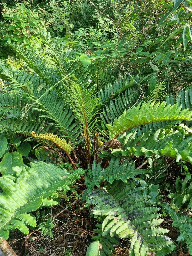 Blechnum chilense   Chilean Hard Fern