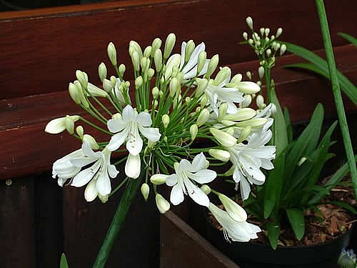 Agapanthus 'Arctic Star'    African Lily