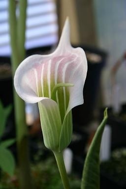 Arisaema candidissimum AGM  Striped Cobra Lily