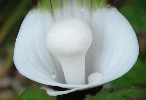 Arisaema sikokianum  Jack-in-the-Pulpit