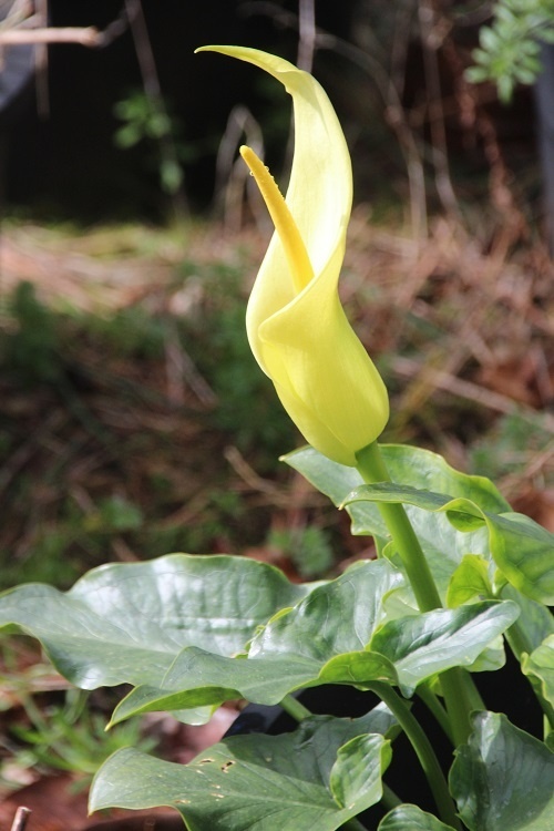 Arum creticum 'Karpathos' AGM  Cretan Arum