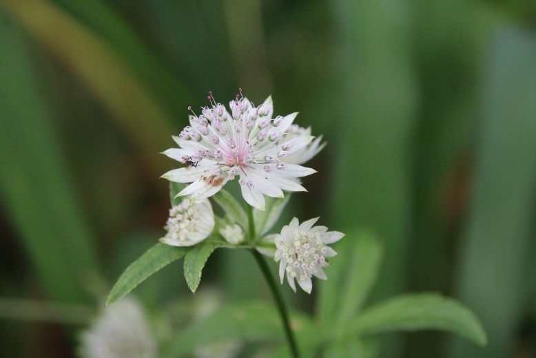 Astrantia major 'Sunningdale variegated' AGM  Masterwort or Hattie's Pincushion