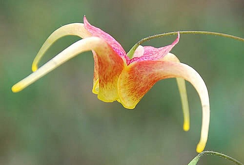 Epimedium x omeiense 'Akane' Og.82.001  Barrenwort