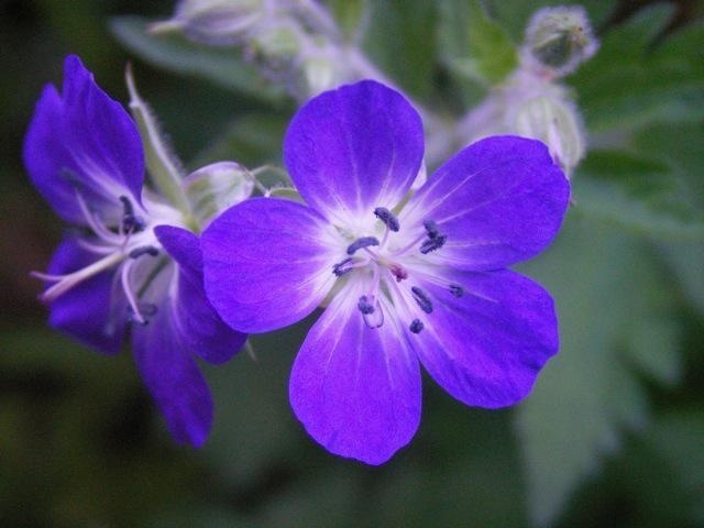Geranium 'Amy Doncaster' (sylvaticum) Cranesbill