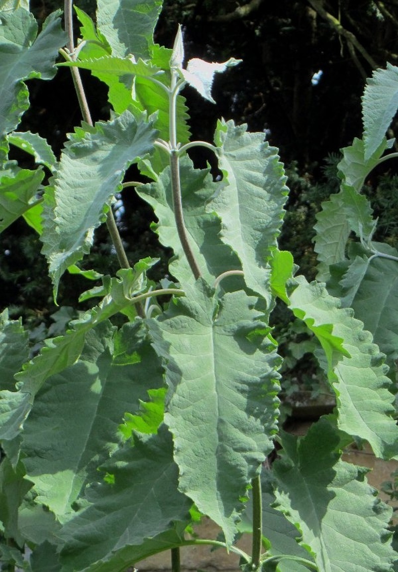 Buddleja agathosma   Butterfly Bush