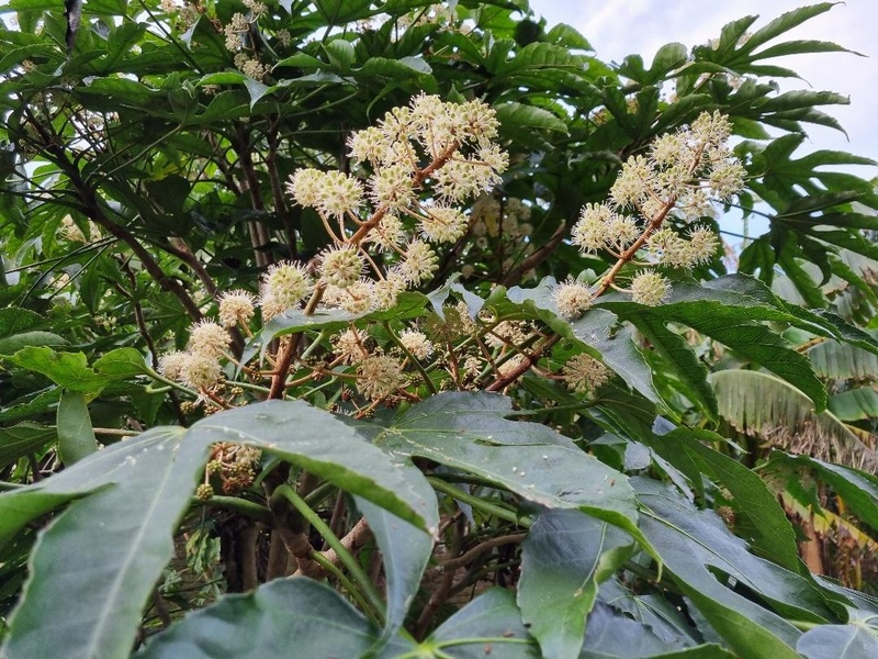 Fatsia polycarpa 'Tregye'