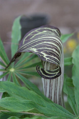 Arisaema Ciliatum Liubaense