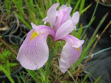 Iris ensata 'Rose Queen' AGM  Japanese Iris