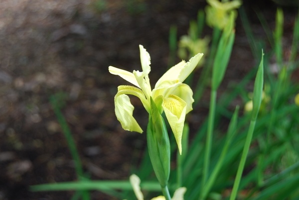 Iris wilsonii  SICH 1229 AGM   Wilson's Iris