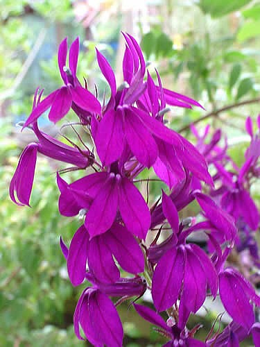 Lobelia x speciosa 'Hadspen Purple  Lobelia