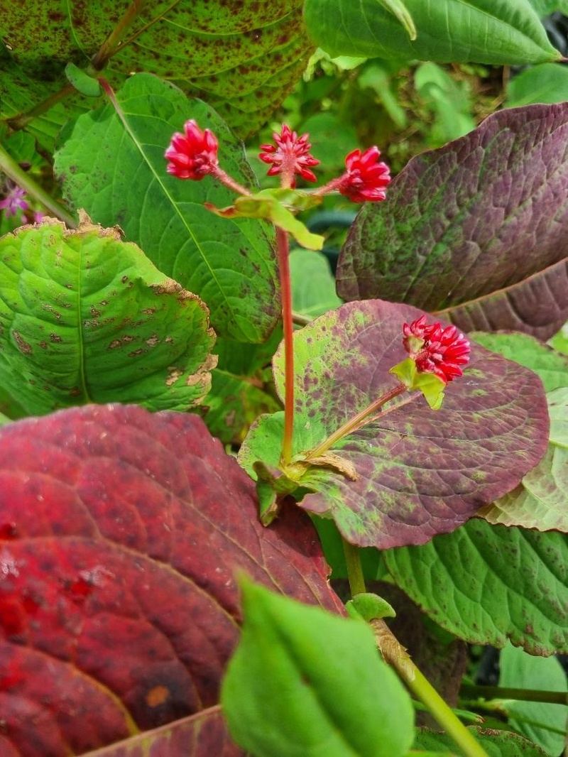 Persicaria 'Indian Summer'
