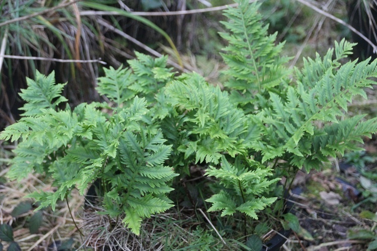 Polypodium cambricum 'Richard Kayse'