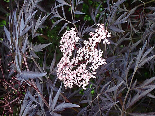 Sambucus nigra 'Black lace'  Black Elder