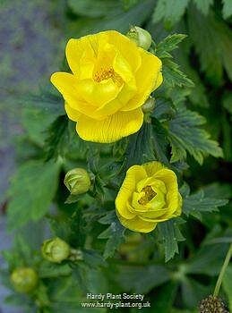 Trollius Stenopetalus 'Syn Trollius Buddae'