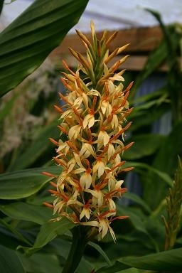 Hedychium densiflorum 'Stephen'
