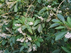 Clethra monostachya