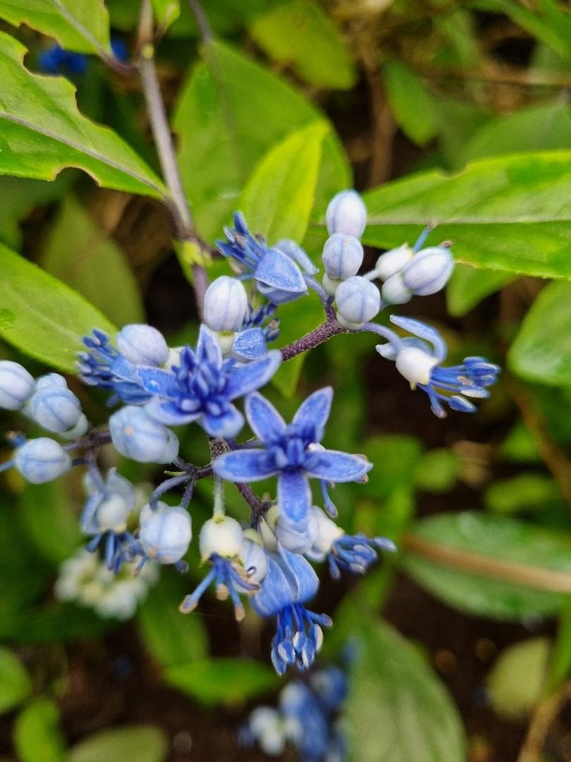 Dichroa versicolor Guiz 48 (syn. daimingshanensis}