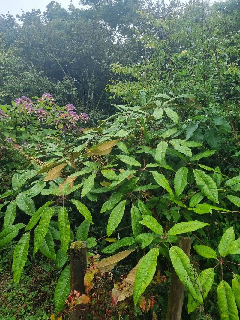 Schefflera delavayi