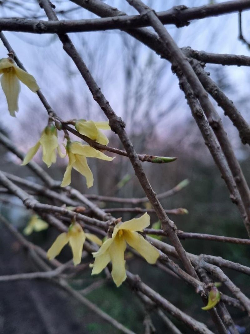 FORSYTHIA GIRALDIANA FARRER 388 (as shown on 'Trees and shrubs online')