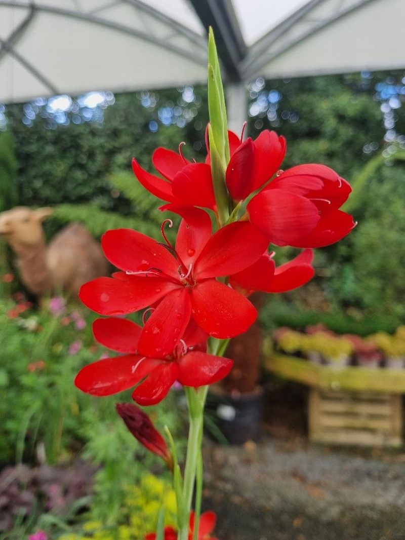 Hesperantha coccinea 'Cindy Towe' (Kaffir Lily)
