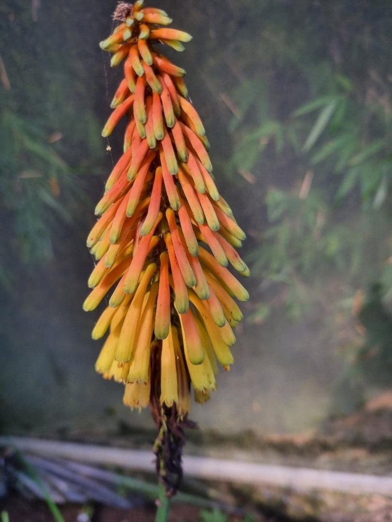 Kniphofia thomsonii 'Kichocheo'