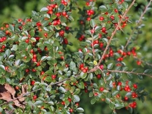 Cotoneaster sternianus ACE2200