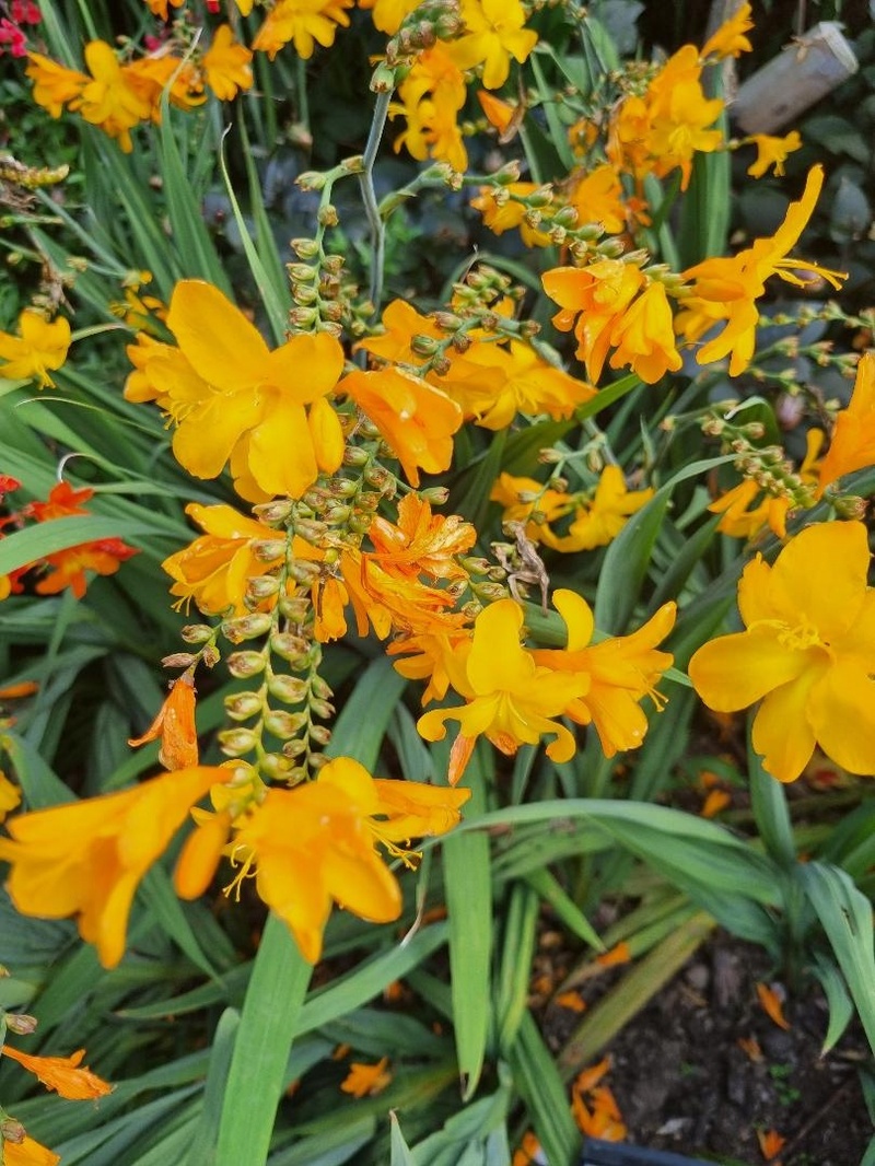 Crocosmia 'Walbertons Yellow'