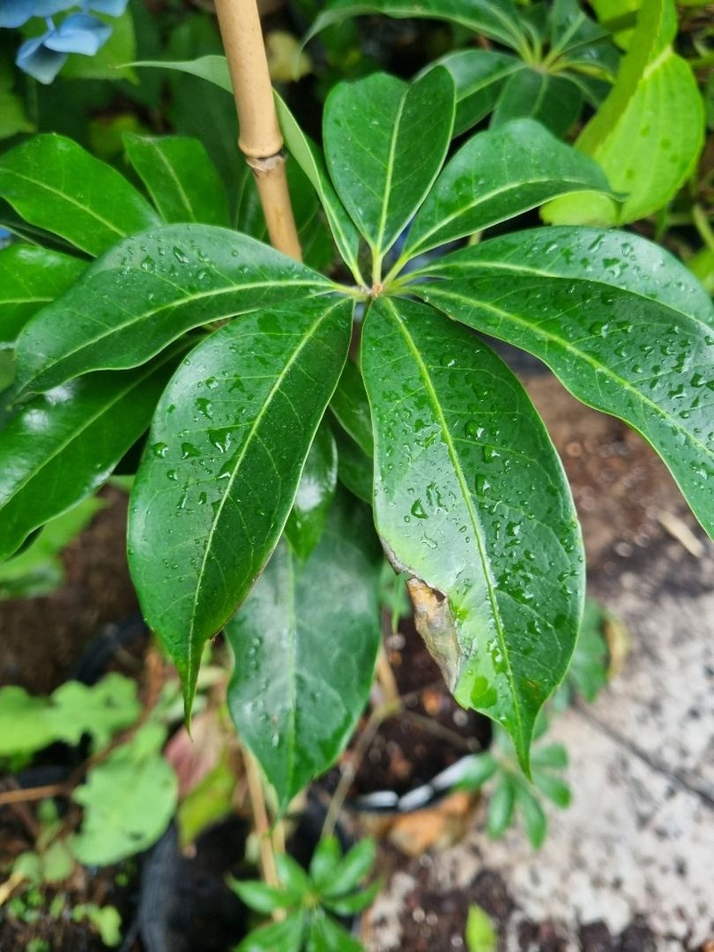 Schefflera shweliensis