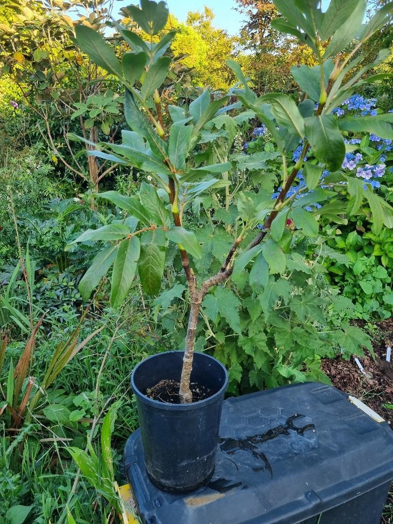 Sorbus harrowiana (Micheal Wickendon collection) ONE ONLY