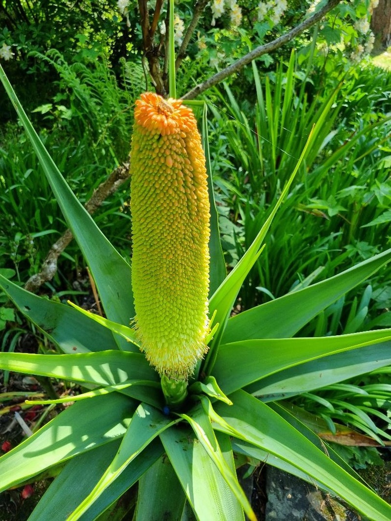 Kniphofia noerthiae