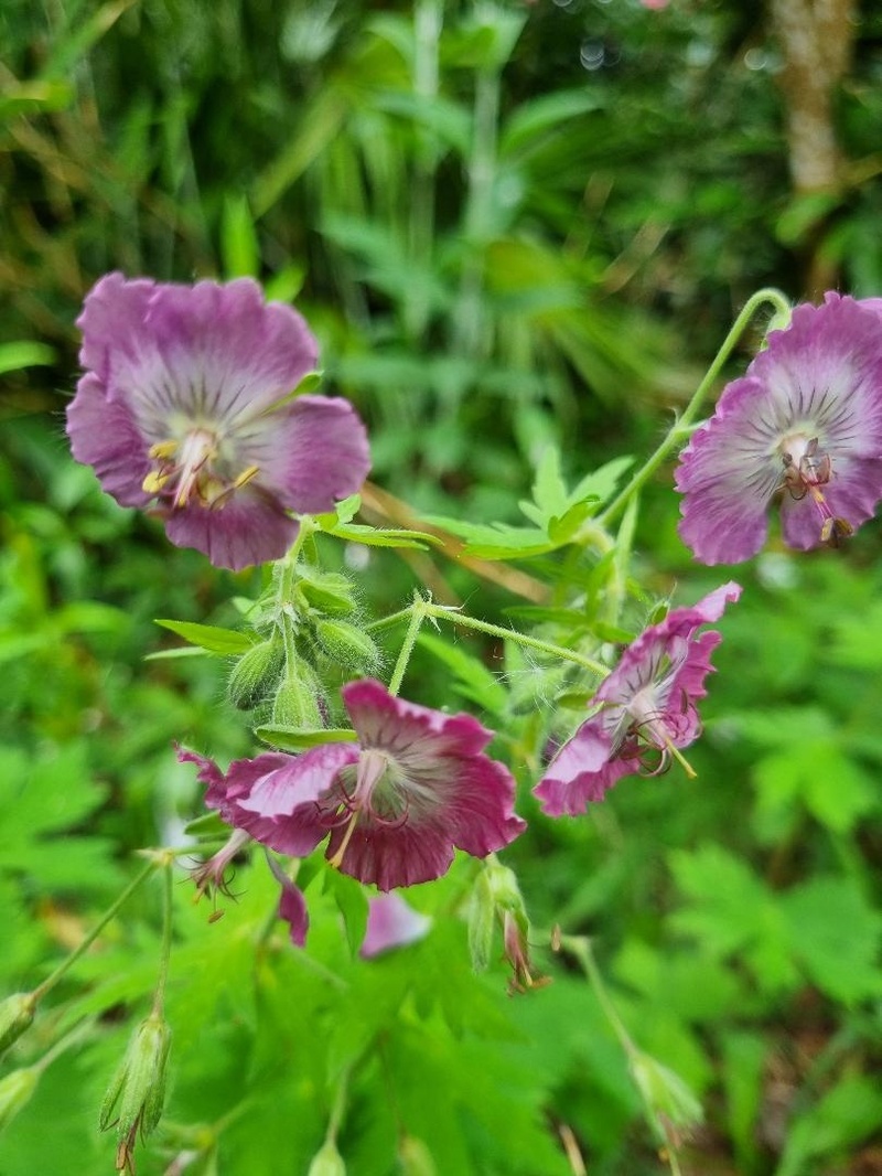 Geranium phaeum 'Mottisfont Rose'