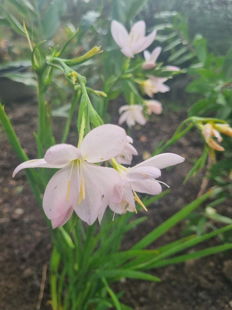 Hesperantha coccinea 'Pink Princess'