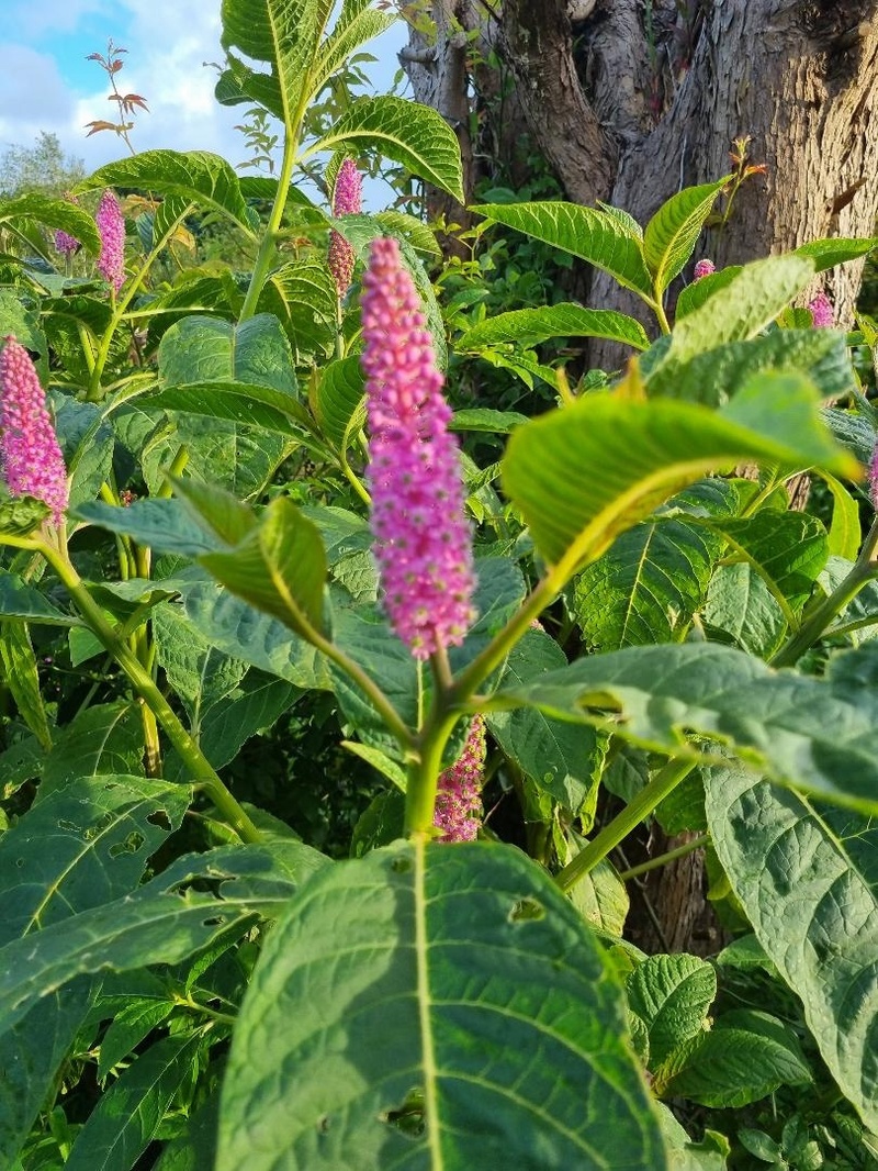 Phytolacca clavigera (from the Himalayas)