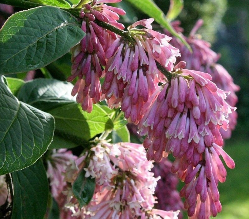 Syringa komarowii (Lancaster 490, Emei Shan)
