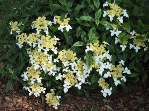 Hydrangea angustipetala BSWJ3867 (Narrow leaved form)