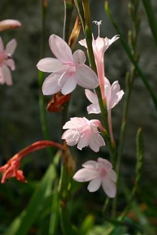 Watsonia pillansii 'Pink Form'