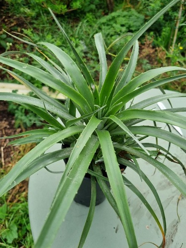 Fascicularia bicolour var. canaliculata  Achupalla