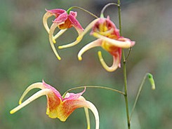 Epimedium x omeiense 'Akane' Og.82.001  Barrenwort