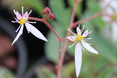 Saxifraga stolonifera 'Kinki Purple'