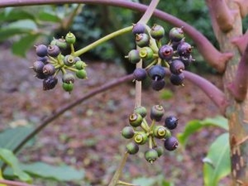 Schefflera alpina