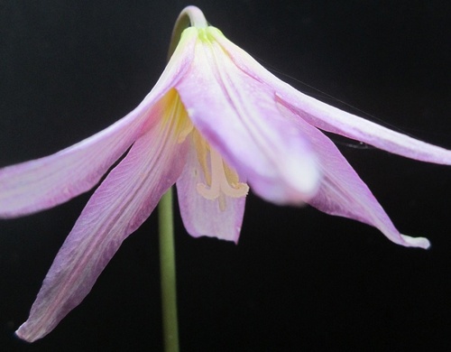 Erythronium revolutum 'Kinfaun's Pink'