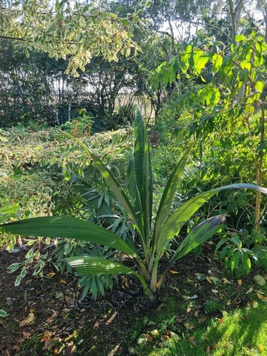 Curculigo crassifolia (Indian Form)
