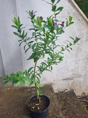 Polygala myrtifolia var grandiflora