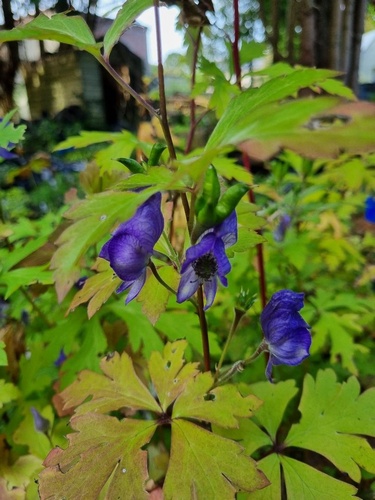 Aconitum uchyamai  'Chejudo'
