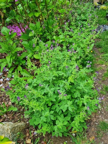 Geranium phaeum 'Raven'