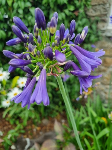 Agapanthus (compact) 'Summer Love Blue'