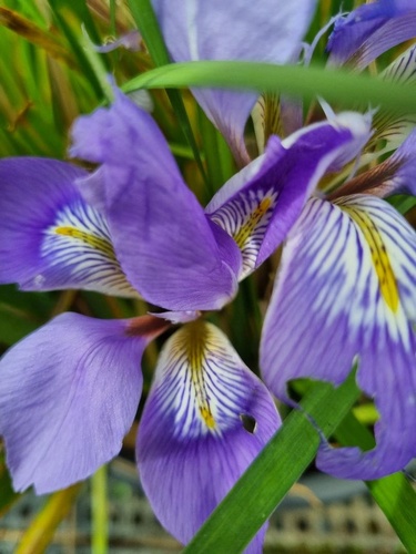 Iris unguicularis 'Marondera'