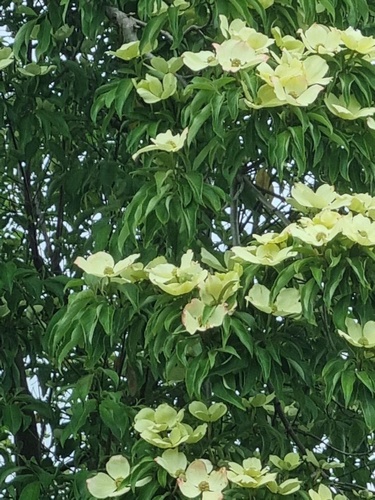 Cornus capitata (Hardy Chinese Form) OGISU COLLECTION